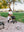 Wonderfold P2 Pet Stroller Grau